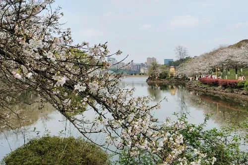 櫻花園