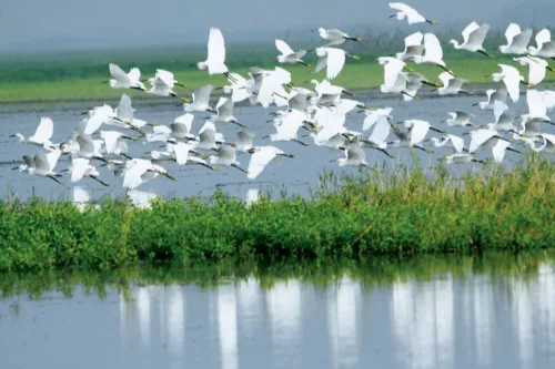 東洞庭湖國家級自然保護區