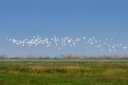 東洞庭湖國家級自然保護區