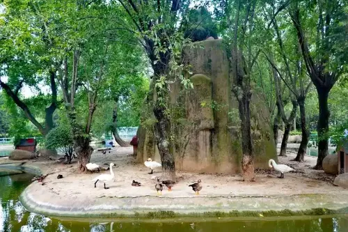 Bird Language Jungle