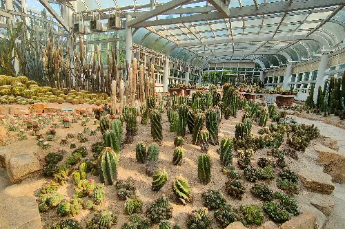 Succulent Plant Area