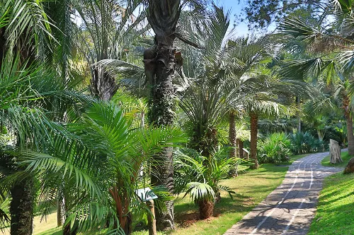 Palm Plant Area (Palm Island)