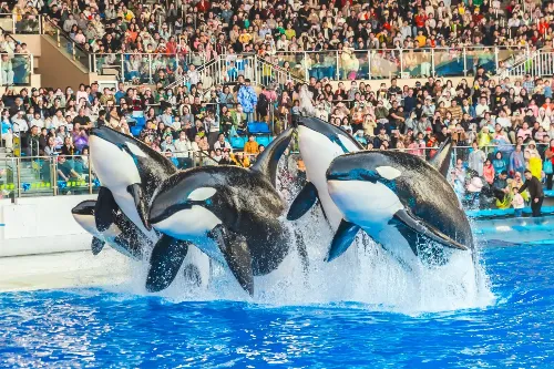 上海海昌海洋公园 - 上海旅游景区