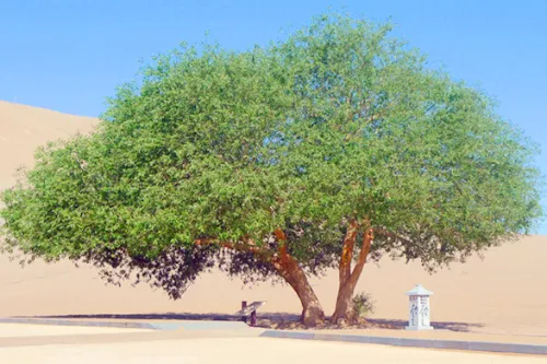 Husband and Wife Willows