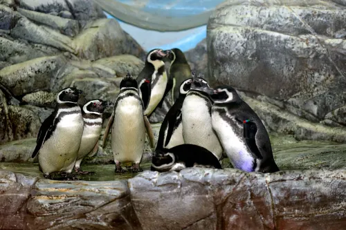 Antarctic Penguin House