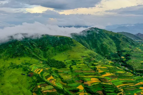 Terraced Field Flower Sea