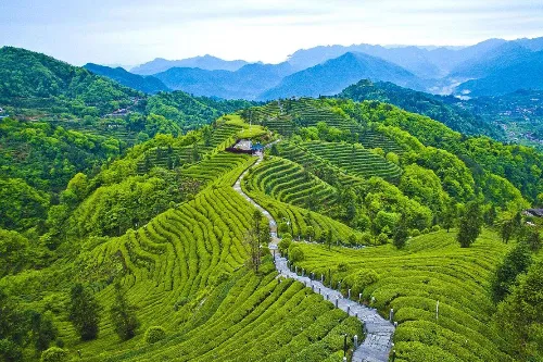 Tea Plantation
