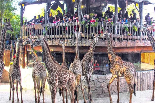 Fairy - tale Animal Kingdom