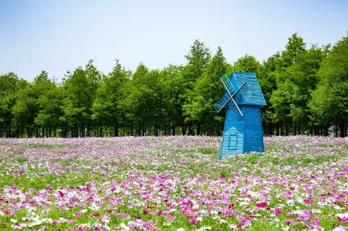 Wetland Flower Sea Area