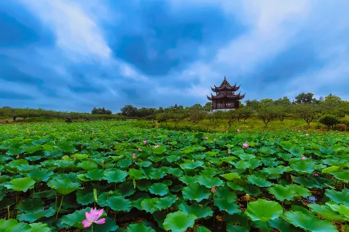 上海海湾国家森林公园 - 上海旅游景区