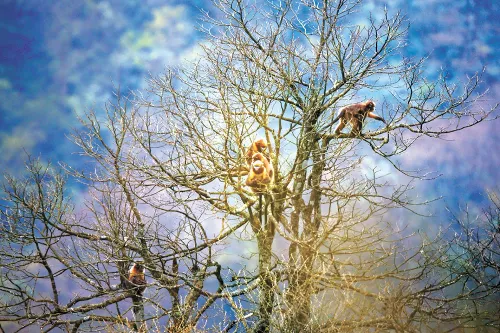 Guizhou Snub-nosed Monkey Reserve