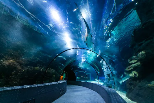 Deep Sea Exploration Tunnel
