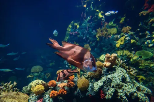 Coral Reef Ecological Pavilion