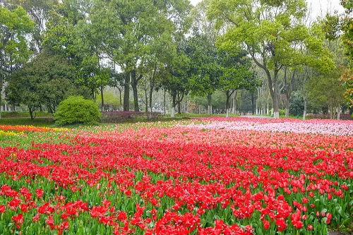 Tulip Flower Fields