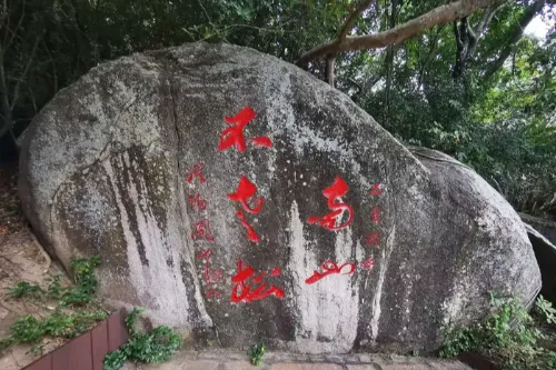 Immortal Pine of Nanshan