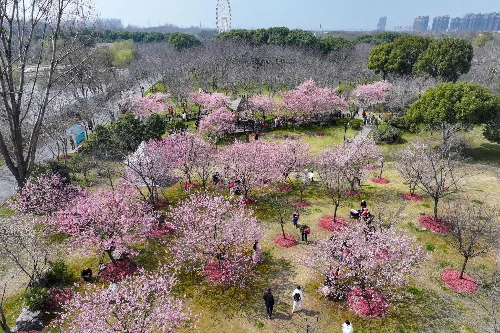Cherry Blossom Viewing Area