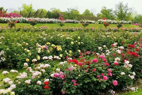 Rose Garden
