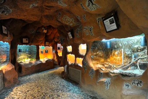 Amphibian & Reptile Cave Area