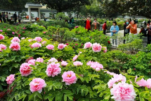 Peony Garden