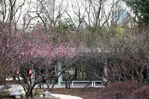 Plum Blossom Hill