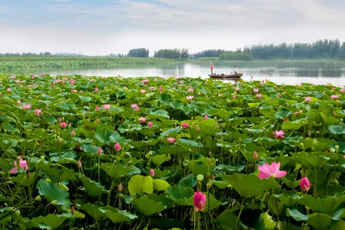 Lotus Grand View Garden