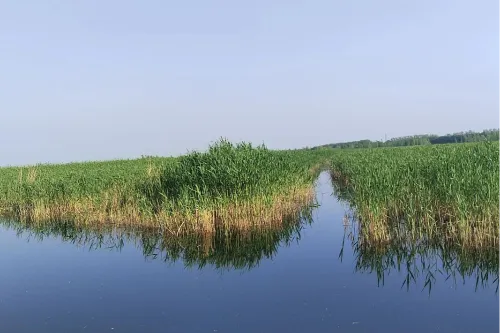 Reed Marsh Wetland Reserve