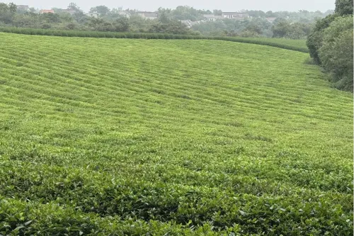Jingting Mountain Tea Garden