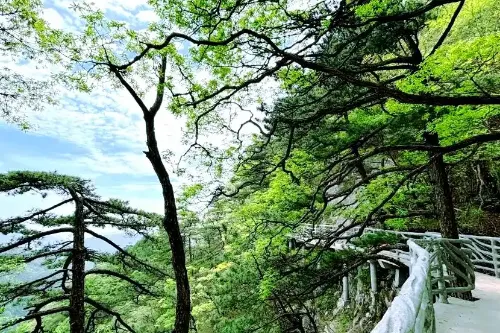 Qingsong Ridge Scenic Area