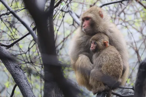 Macaque Garden
