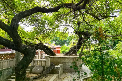 Ancient Mulberry and Lotus Site