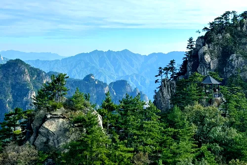 Virgin Forest