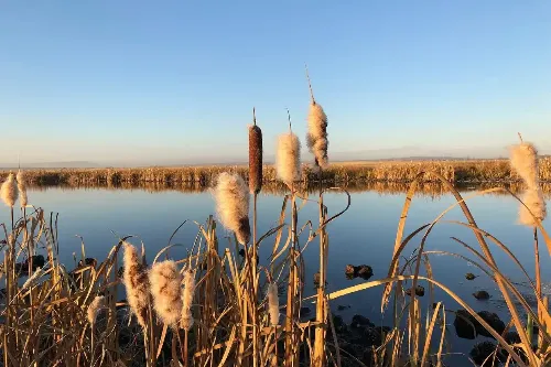 Nanhu Wetland