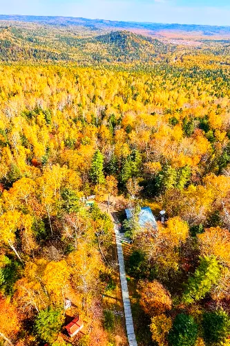 Korean Pine Mother Forest
