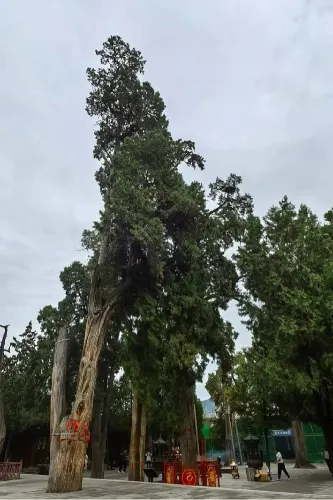 Ancient Cypress Grove