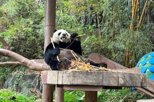 Panda Paradise