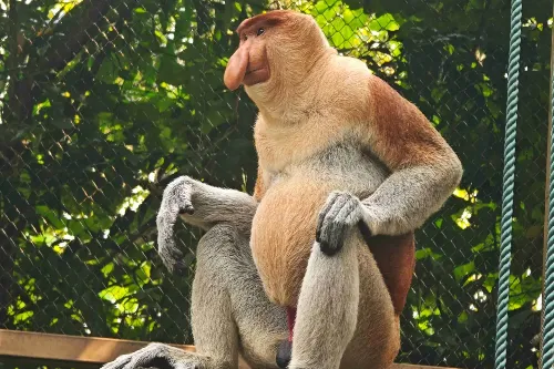 Golden Monkey Kingdom