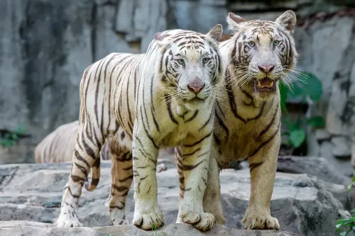 White Tiger Hill