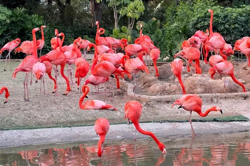 Flamingo Island