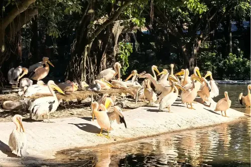Pelican Cove