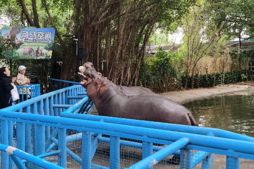 Hippo Zone