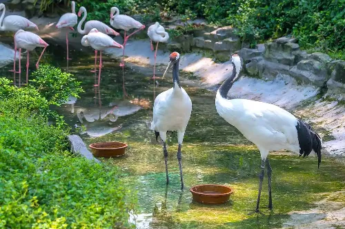 Crane Bay