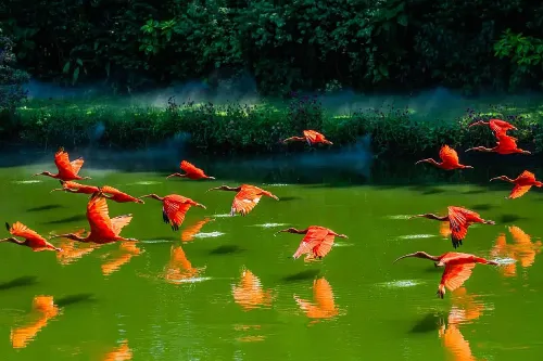 Scarlet Ibis Plaza