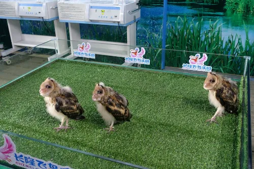 Bird Breeding Center