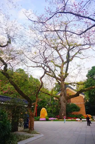 King Kapok Ancient Tree