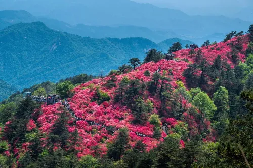 萬畝杜鵑花海