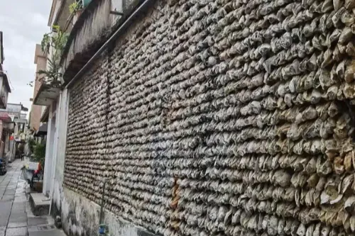 Oyster Shell Wall Ancient Lane