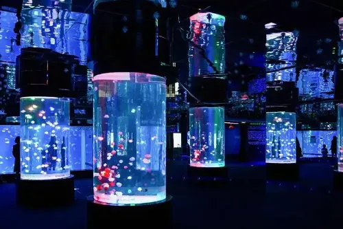 Jellyfish Secret Realm