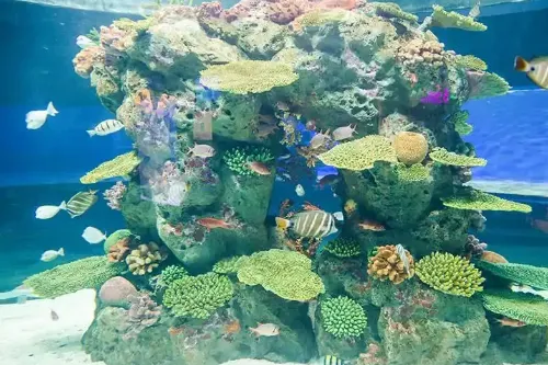 Colorful Ocean