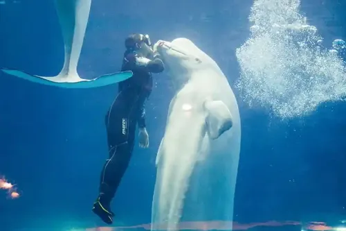 Beluga Love
