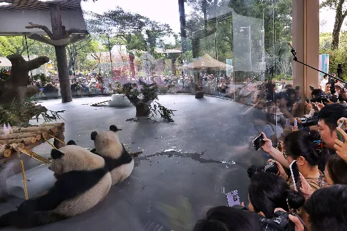Giant Panda House